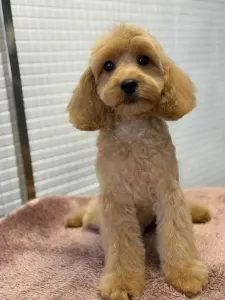 Cavapoo - Noel