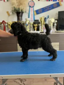 Poodle Standard - Silver Male