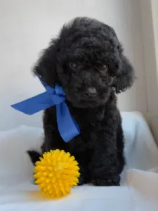 Той-пудель - Ricardo Royal Legend Of Kamis