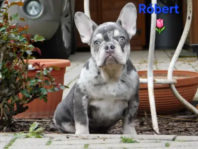 Francia bulldog - Robert 