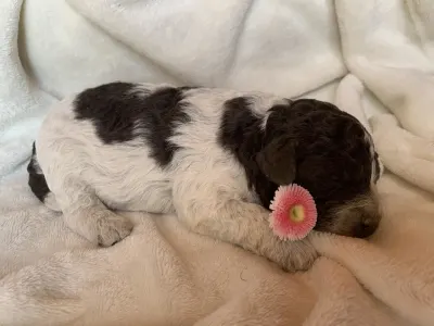 Lagotto Romagnolo - Friendly Lagotto Becky