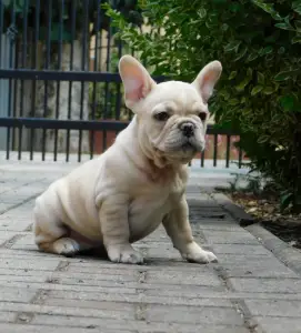 French Bulldog - Zazi
