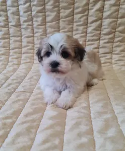 Havanese - Spike