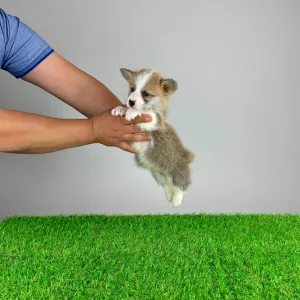 Welsh Corgi Pembroke - Phillip