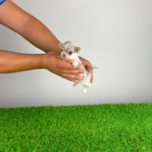 Csivava - Lio