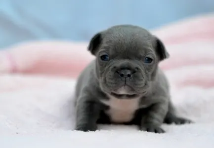 Bulldog francez - Milady