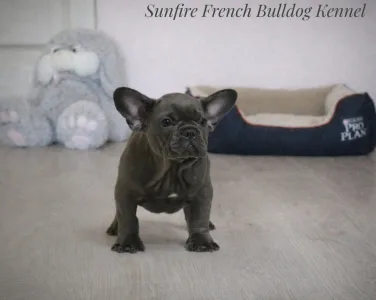 Französische Bulldogge - Lilibeth