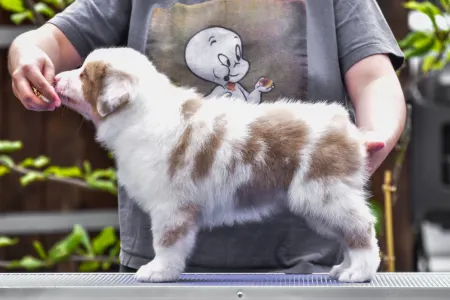 Австралийская овчарка - Winstead Petals From Mayfair