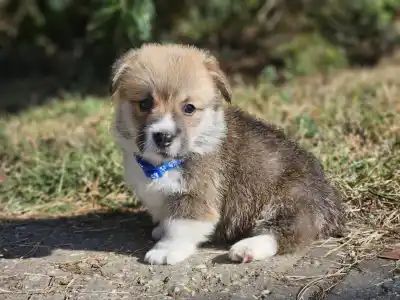 Welsh Corgi Pembroke - Lenox 