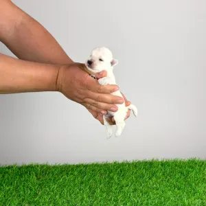 West Highland White Terrier - Koko