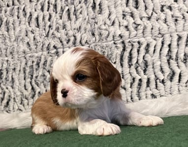 Cavalier King Charles spániel - Aiden