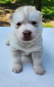 Siberian Husky - Alnair Of Polar Moonlights