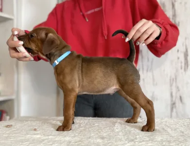 German Pincher - Asterix