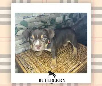 American Bully - Standard - Loganberry