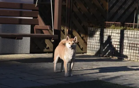 Shiba - Bravados Bara