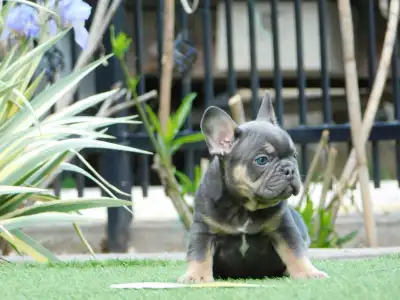Bulldog francese - Max