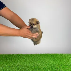 Pomeranian - Rixi