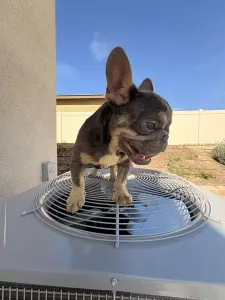 Französische Bulldogge - Herman Dinger