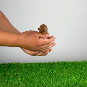 Caniche Toy - Crissie