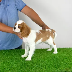 Cavalier King Charles Spaniel - Patriot