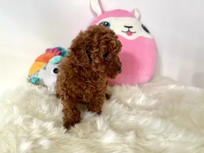 Törpe uszkár - Fendi