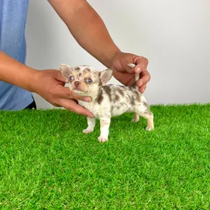 Chihuahua - Chocolatta