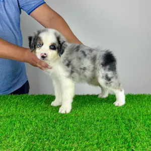 Australian Shepherd - Valentin
