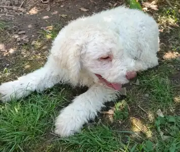 Wasserhund der Romagna - Aida