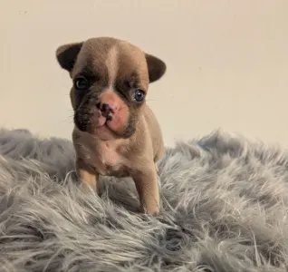 Francia bulldog - Jason