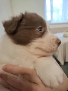 Border collie - Maldiv