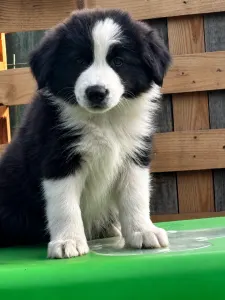 Border Collie - Dj Fmg
