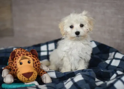 Maltipoo - Mario