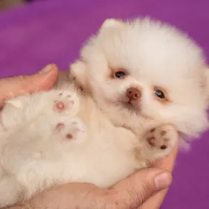 German Pomeranian Spitz - Max