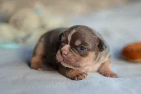 Französische Bulldogge - Louis