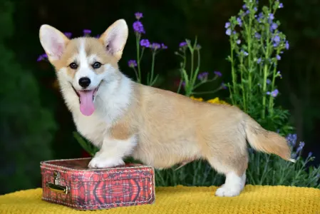Welsh Corgi Pembroke - Gingers Heritage Prince Aviator