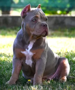 American Bully - Pocket - Ghostface Fighters Kennel