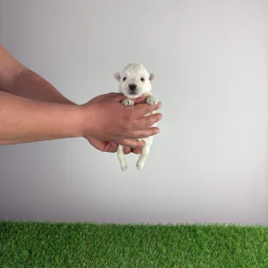 West highland white terrier - Indra