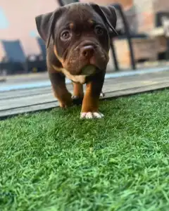 l'American Bully - Standard - Huckleberry 