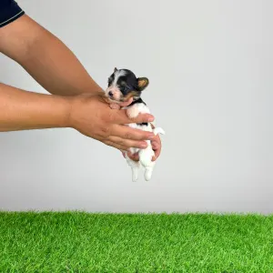 Biewer terrier - Ferrero