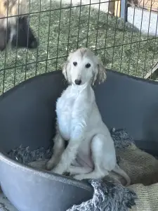 Afgánský chrt - Xayra