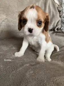 Cavalier King Charles Spaniel - Brooke