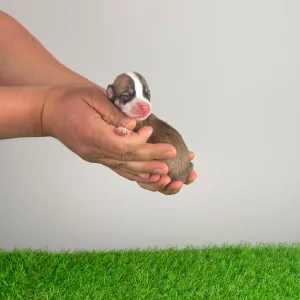 Pembroke Welsh Corgi - Yuri