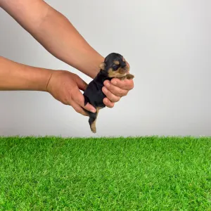 Jorkšírský teriér - Wolke