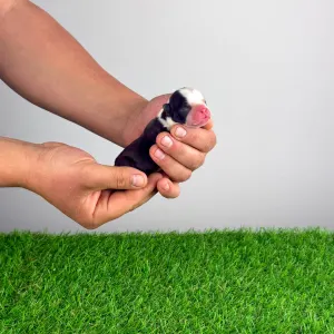 Boston Terrier - Hugh