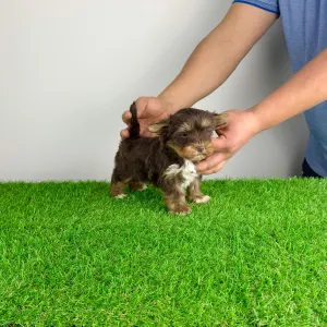 Yorkshire Terrier - Livius