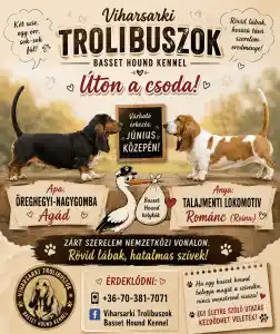 Basset Hound - Amadeus