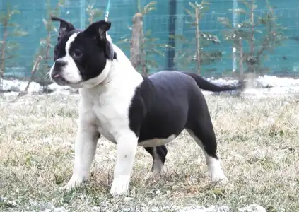 American Bully - Pocket - Bella
