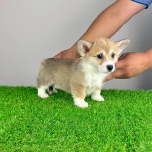 Welsh Corgi Pembroke - Rina