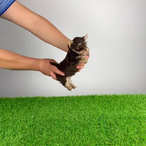 Yorkshire Terrier - Menos