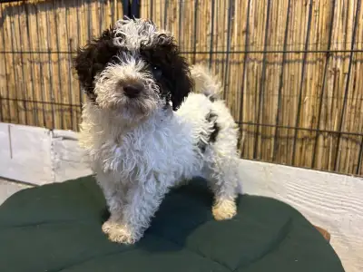 Lagotto romagnolo - Ursa Gummi